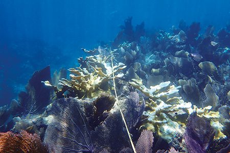 A transect survey line passes through bleached elkhorn coral at Carysfort North reef.
