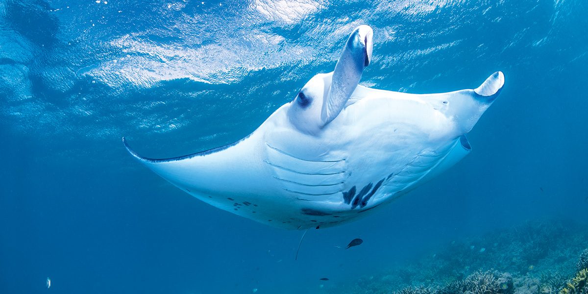 Manta rays come to be cleaned of parasites by small wrasses.