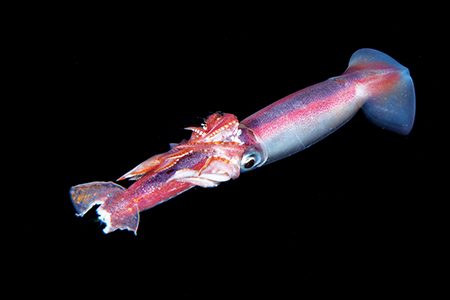 The Japanese flying squid (Todarodes pacificus)