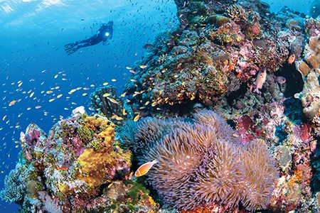 A diver swims above a rich coral reef dominated by a large anemone with clownfish.