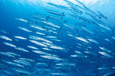 Blackfin barracuda (Sphyraena qenie)