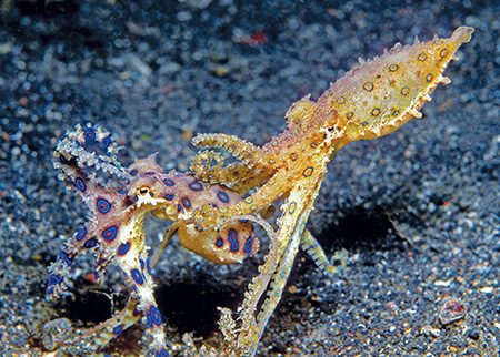 Two male blue-ringed octopuses