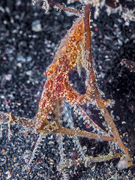 A remarkable ability to camouflage makes blue-ringed octopuses extremely difficult to locate.