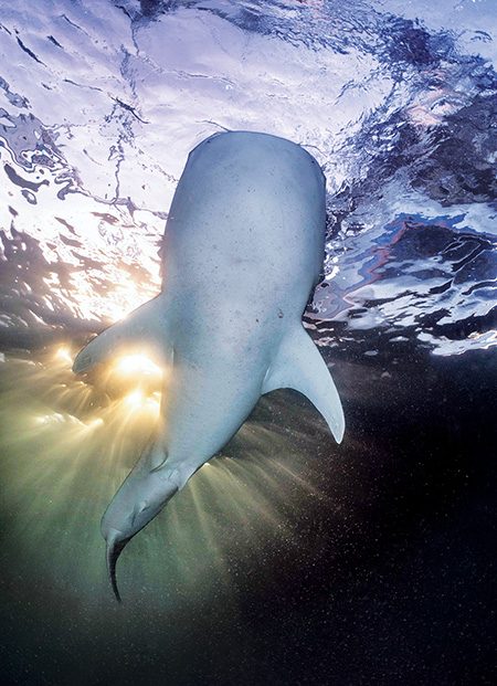 Un tiburón ballena se desplaza justo debajo de barcos camaroneros en busca de los camarones que son trasladados a la bahía de los pescadores locales al amanecer