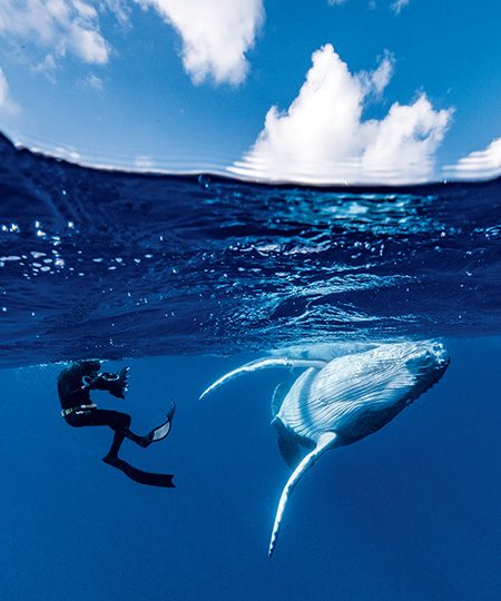 Un apneista nada con una juguetona cría de ballena jorobada del sur