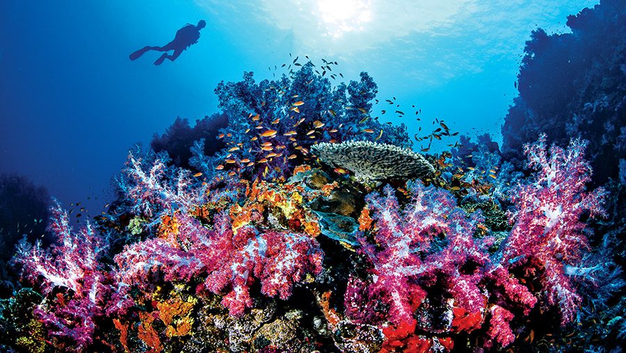 A diver suspends above a spectacular spread of pink and red soft corals