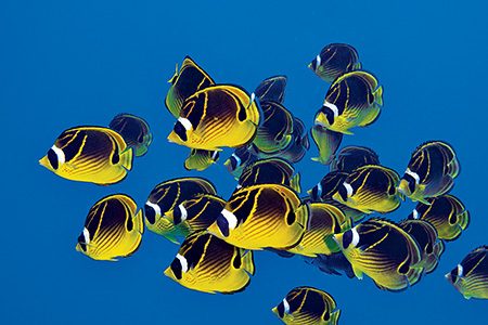 a school of racoon butterflyfish