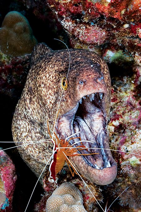 A yellow-edged moray eel gets a spa treatment from a scarlet lady cleaner shrimp