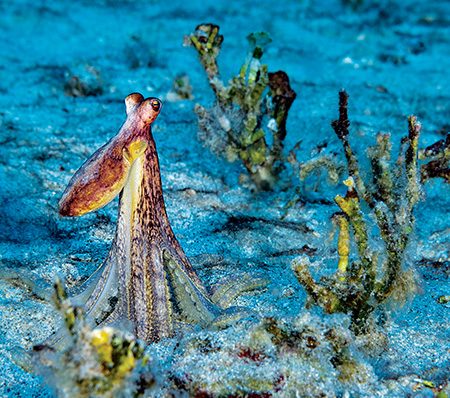 Un pulpo de brazos largos de Hawái macho examina el área en busca de parejas potenciales.