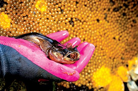 A scientist holds a plainfin midshipman in front of a nest