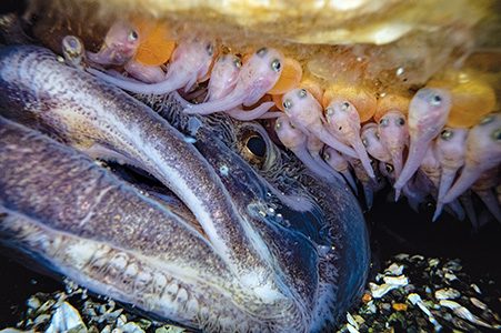 A male plainfin midshipman guards a nest of baby fish.