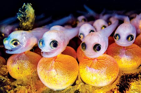 These baby plainfin midshipmen are still attached to their yolk sacs