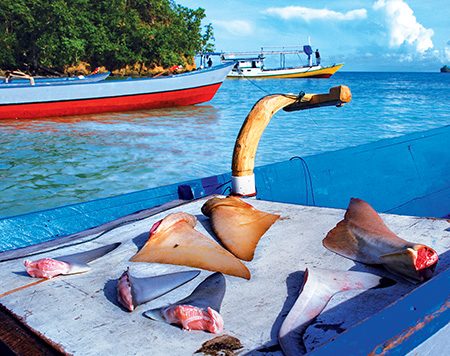 The bay where Misool Resort was built was a shark-finning camp when Andrew and Marit Miners first visited in 2005.