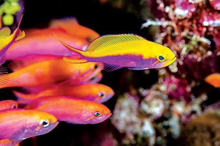 Bartlett’s anthias (Mapia Island, Indonesia)