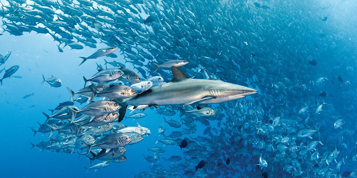 A silky shark swims through a huge school of bigeye jacks.