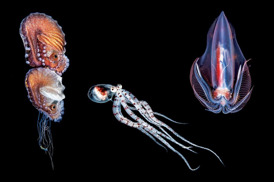 Stacked female winged argonauts, Wonderpus, and Diamondback squid