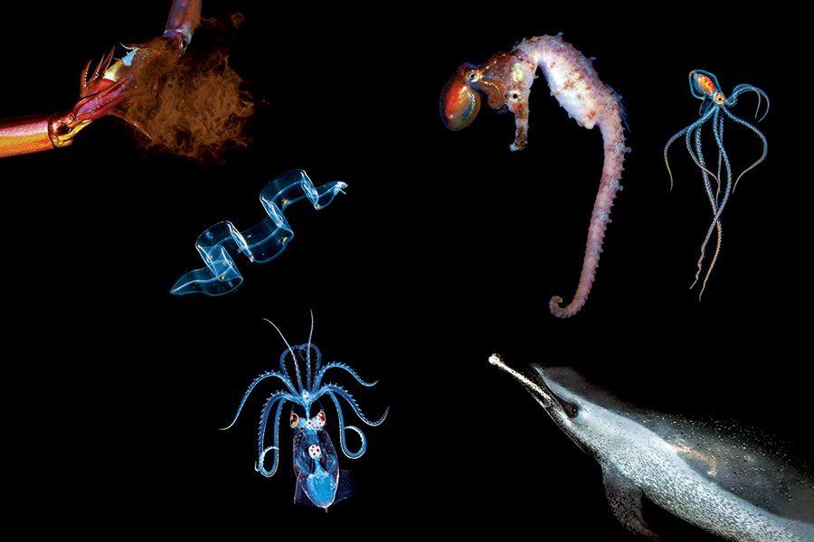 Purpleback flying squid, Larval eel, Sharpear enope squid, Pelagic Fisher’s seahorse, paralarval octopod, Macrotritopus octopus, and Pantropical spotted dolphin