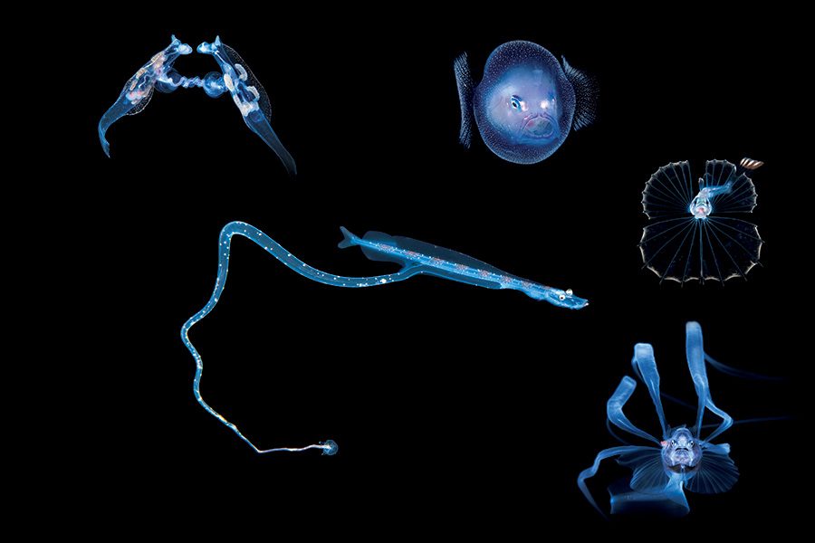 Mating pelagic nudibranchs, Larval dragonfish, Larval whipnose anglerfish, Snaketooth fish, and Bony-eared assfish