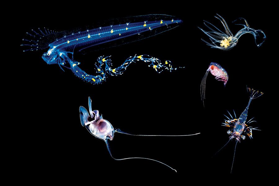 Cusk-eel, Possibly a sea butterfly, Possibly a nine-armed sea star, Unidentified amphipod, and Unidentified shrimp