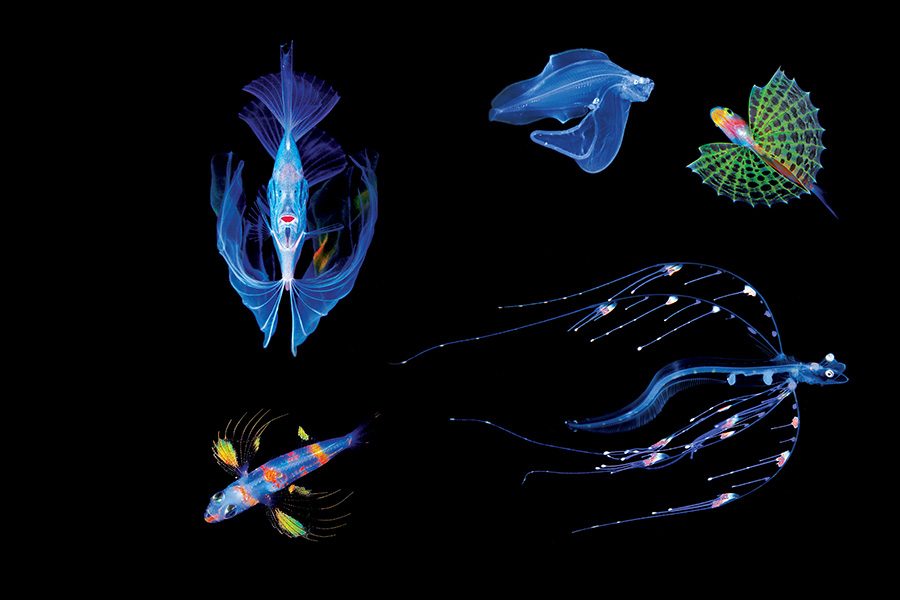 Polka-dot ribbonfish, Goby, Brotula, Cardinalfish, and Jellynose fish