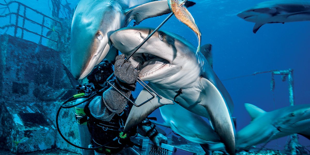 shark feeding