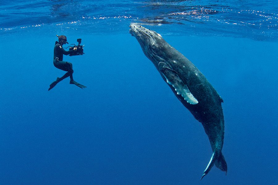 Howard Hall enjoyed using a smaller form-factor housing in Tonga while freediving with whales.