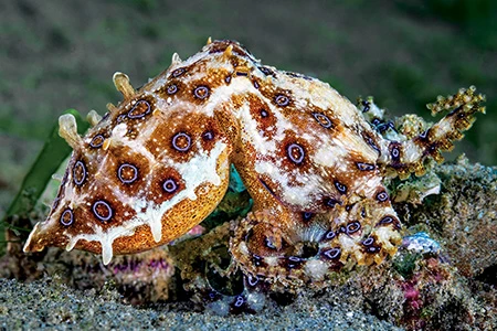 Greater blue-ringed octopus