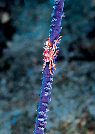 The whip coral spider crab on a whip coral.