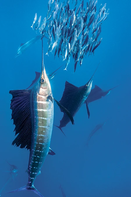 An Atlantic sailfish