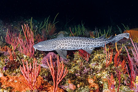 A leopard catshark