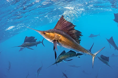 An Atlantic sailfish hunts Spanish sardines