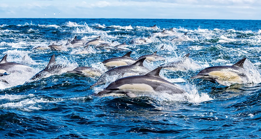 Pod of long-beaked common dolphins