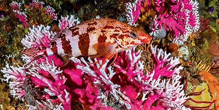 A redfingers fish perches in noble coral