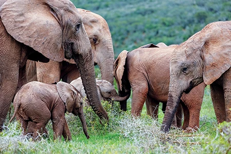 African elephants socialize