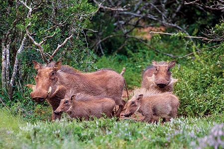 Desert warthogs