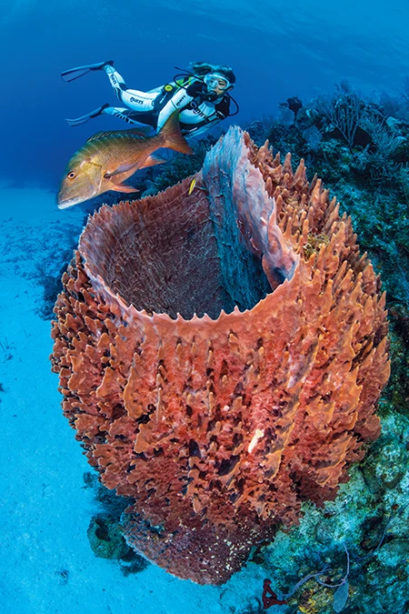 A large mutton snapper swimming around a giant barrel sponge