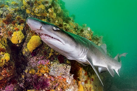 Sand tiger sharks or gray nurse sharks.