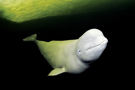 beluga whale