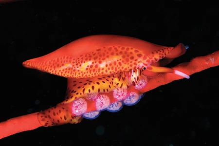 A simnia snail lays eggs atop a red gorgonian