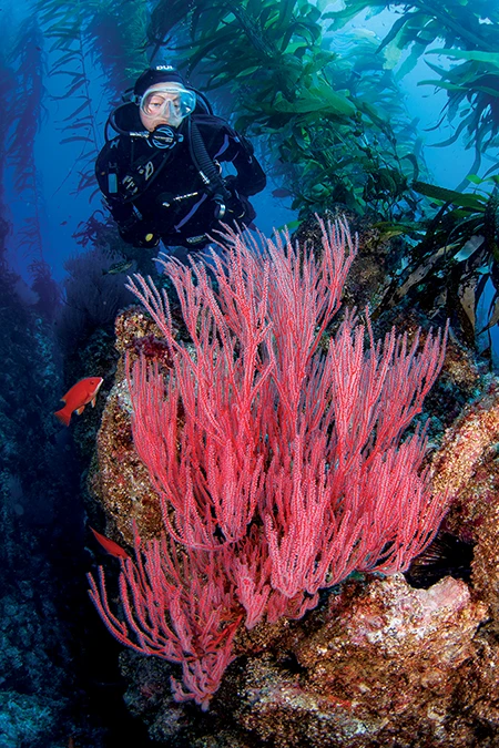 A diver admires a lush red gorgonian