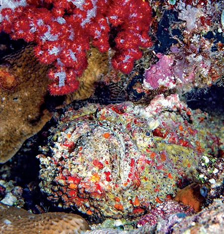 The stonefish is venomous and sometimes lethal