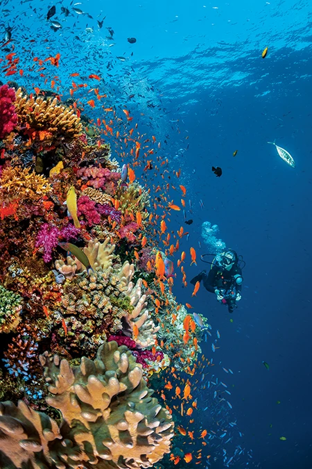 Fish life covers a colorful reef wall 