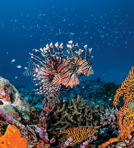 Two lionfish swim along the reef