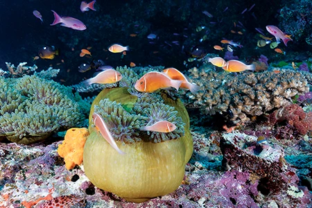 A family of anemonefish 