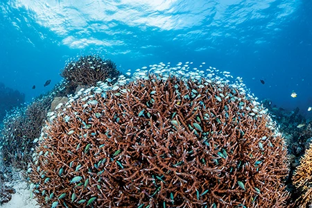 Blue chromis swarm over staghorn corals