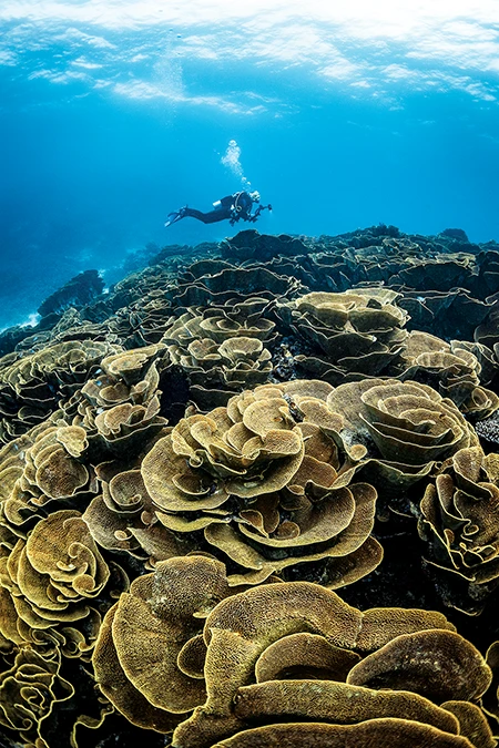 A diver with cabbage corals