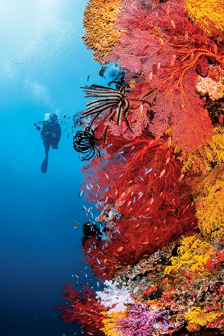 Nicole poses next to a giant crimson sea fan that sticks out of the reef like a huge flame. 