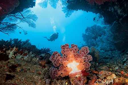 A huge soft coral surrounded by sea fans