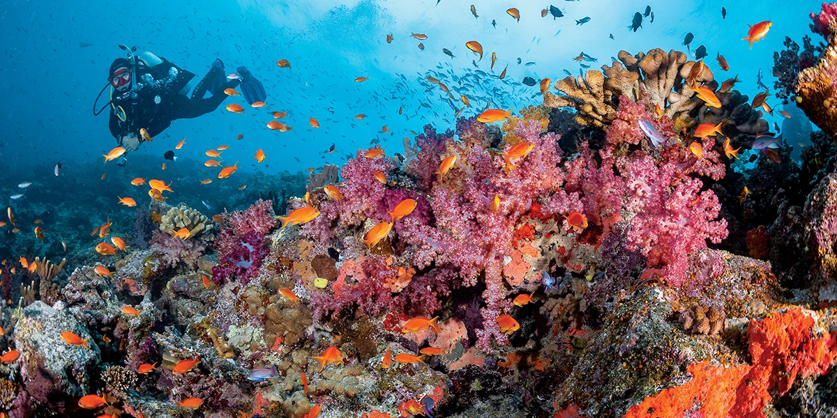 Vibrant corals at Rainbow Reef’s Rainbow Passage.