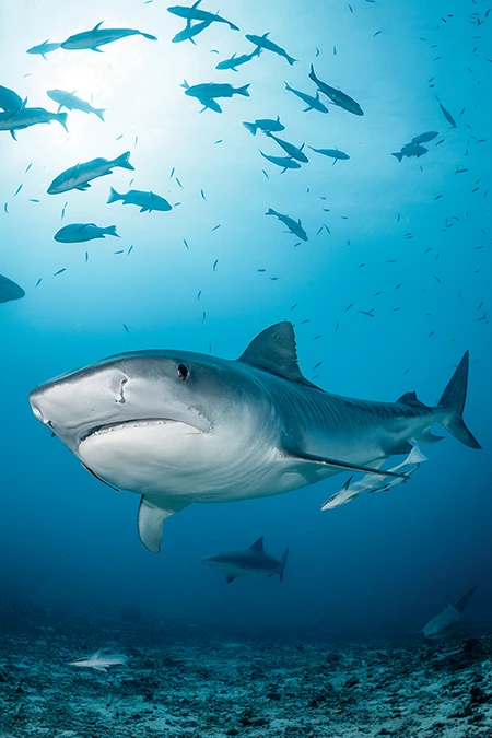 A large tiger shark